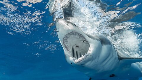 Exact moment of the white shark attack!!! (INCREDIBLE)👀