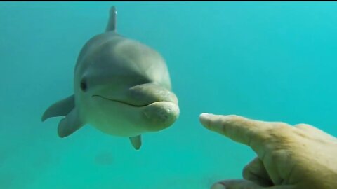 Playing with wild dolphin