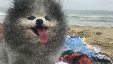 Carlos: Beach Explorer