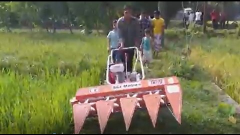 how to cut rice by machine