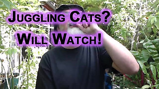 Juggling Cats? Will Watch!