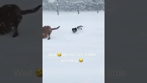 My pets playing in the snow🐕🐕🐕 #shorts #snow #dogs