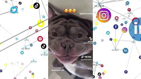 Funny Dog Tiktok: Hilarious Collection Of Hilarious Dogs!