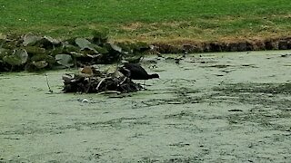 Duck building a nest on a pond