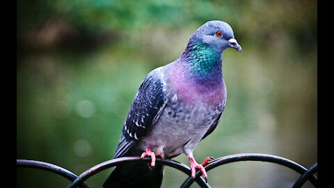 Look at this pigeon making a beautiful sound