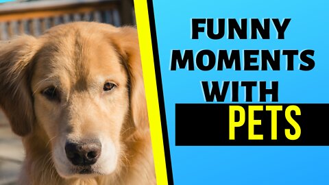 Play With Pets | Fun Moments | Funny Moments With Pets