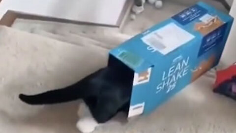 The Cat is going down the stairs inside the box