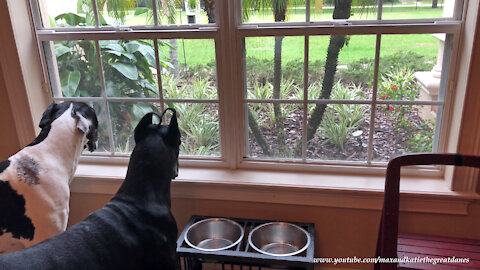 Great Danes Wait And Watch At The Window For Mom To Come Home