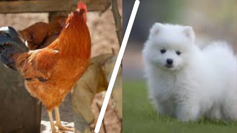 Chicken and Dog Fighting funny videos