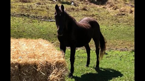 A visit with the horses and a large square bale of hay. The importance of forage