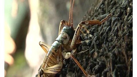 Mike Meads - DoC's insect guy speaks out, before his death ..