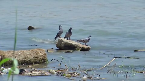 Pollution in Tigris River threatens life in Iraq