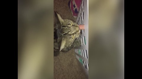 Cat has Some Fun with Laundry Basket