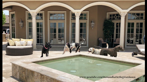 Great Danes Have Fun With Water Loving Lab