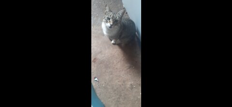 Needy cat funny pet