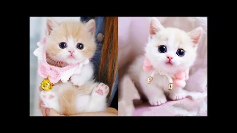 Baby Cats - Cute and Funny Cat Videos Compilation | Aww Animals