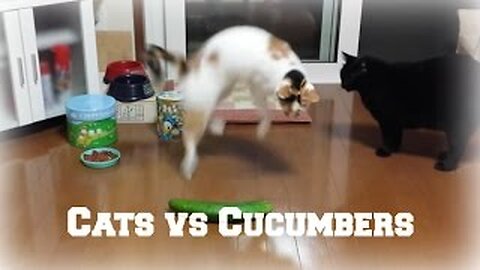 Try Not To Laugh - Funny Video Of Cat vs Cucumber