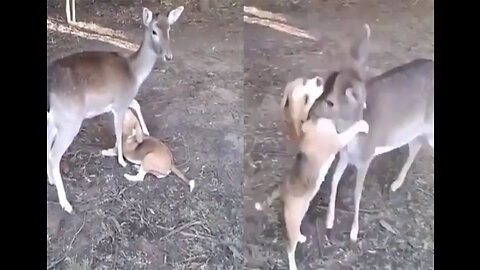 Friend ship between deer and dog