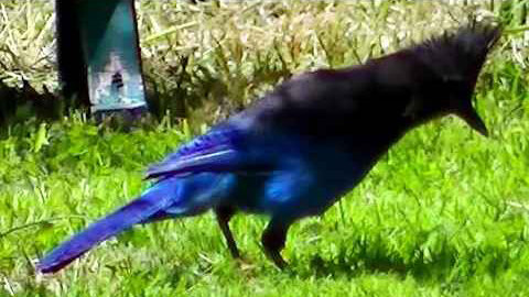 IECV NV #383 - 👀 The Stellar's Jay In The Back Yard 🐦6-5-2017