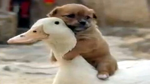 "Pet Dog : Adorable Moments & Playful Fun ! Watch Now !"