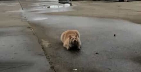 Cat does amazing backward somersault catching food