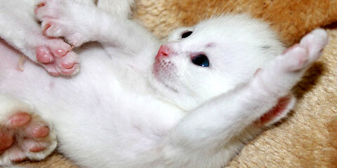 Mom cat playing and talking to her cute baby kittens meowing