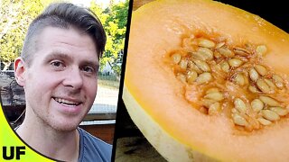 Charentais Melon Taste Test | Unusual Foods