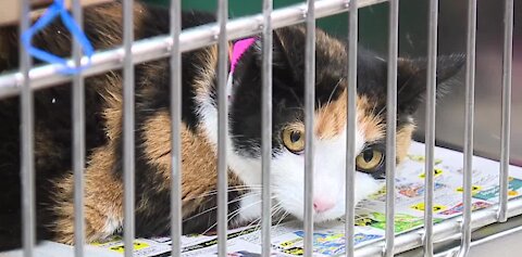 The Animal Foundation waiving adoption fees for adult cats and dogs