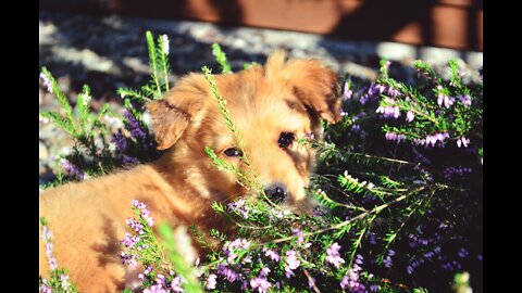 CUTE DOGS TRAVELING