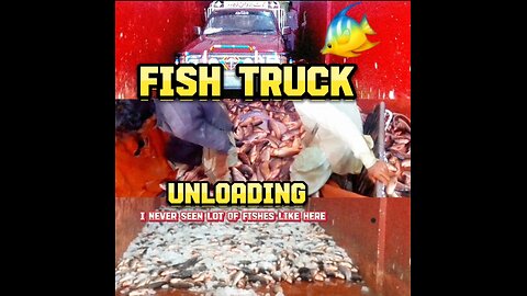 Fish Truck Unloading In Dealer Shop 🐠🥰