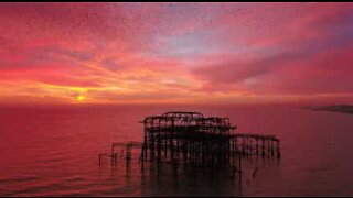 Starlings' incredible movement at sunset in England