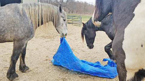 Funny Friesdale horses playing with tarp