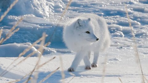 The Unsung Heroes of the Wildlife: The Big Freeze