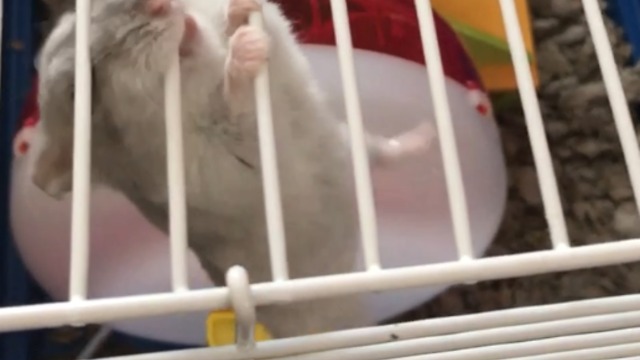 Image showcasing Hamster Monkey Bars