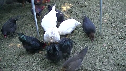 More Diggin` 🐔 Chickens 🐓 makin` their way through the fresh 🌾 grass #cute #funny #animal #nature