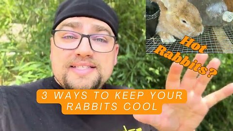 3 Ways To Keep Your Rabbits Cool | Sovereign Provisions Homestead