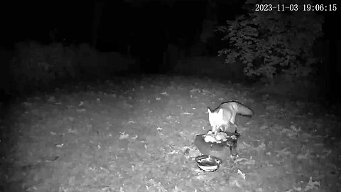 Fox Protecting Food