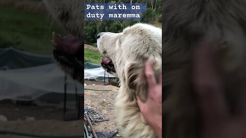 Livestock guardian dog is very distracted on duty at nightfall #maremma #livestockguardiandog