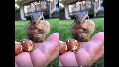 Dinky the chipmunk can fit more into his mouth then you