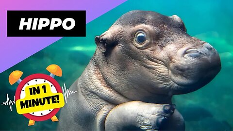 Hippopotamus - In 1 Minute! 🦛 The Most Dangerous Animal On The River | 1 Minute Animals