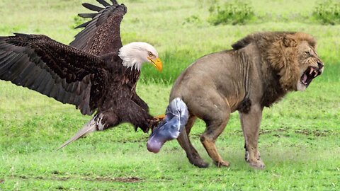 OMG! Eagle Hunt Lion Cubs When Mother Lioness Chasing and Kill Warthog - Eagle vs Warthog vs Lion