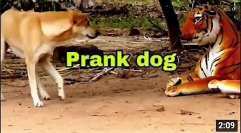 Indian dog & monkey by Fake Tiger Video Funny#FunnPets0