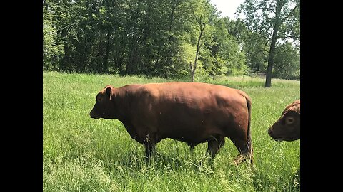 4 masculine grass genetic 3/4 South Poll bulls looking for some cows!