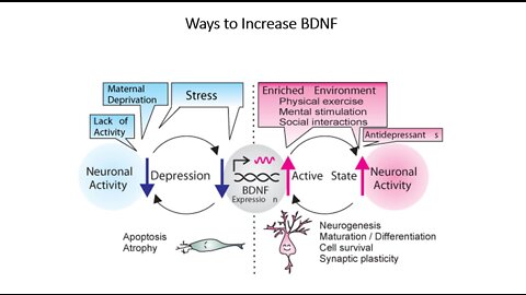 How to Increase BDNF - Brain derived neurotrophic factor - Depression, Anxiety, Learning