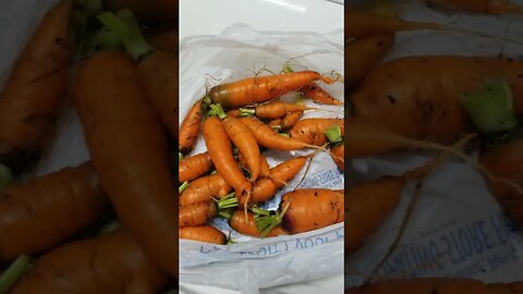 I Harvested My Carrots #garden #gardens #gardening #carrots #diy #selfsufficiency #backyard #yard