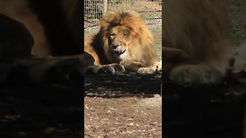 Sydney to Uluru: First 🛑 Dubbo Taronga Western Plains Zoo #dubbo #zoo #tarongazoo #visitnsw