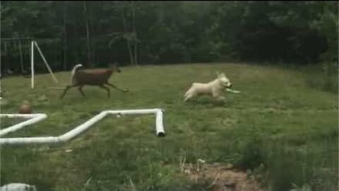 Un chien et un cerf en toute insouciance dans un jardin