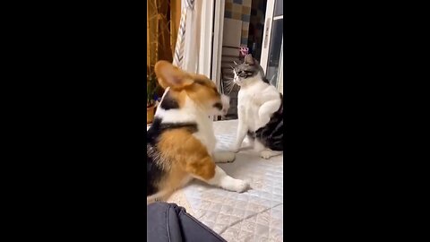 dog and cute cat funny video