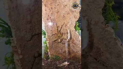 Heteropoda boiei "Lichen Huntsman" #shorts