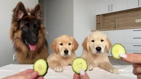 German Shepherd Reviews Food With Puppies